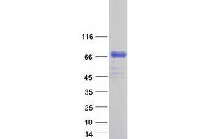 Validation with Western Blot (PLBD2 Protein (Myc-DYKDDDDK Tag))