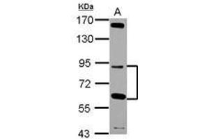 Image no. 1 for anti-G Elongation Factor, Mitochondrial 2 (GFM2) (Internal Region) antibody (ABIN1496042)