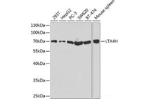 Western blot analysis of extracts of various cell lines using LTA4H Polyclonal Antibody at dilution of 1:1000. (LTA4H antibody)