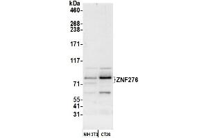 Western Blotting (WB) image for anti-Zinc Finger Protein 276 (ZNF276) (AA 564-614) antibody (ABIN7453018) (ZNF276 antibody  (AA 564-614))
