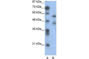 WB Suggested Anti-NFIA Antibody Titration:  0. (NFIA antibody  (Middle Region))