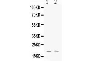 Western blot analysis of Alpha Defensin 1 expression in rat testis extract ( Lane 1) and HELA whole cell lysates ( Lane 2). (alpha Defensin 1 antibody  (C-Term))