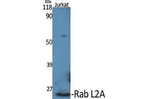 Western Blot (WB) analysis of specific cells using Rab L2A Polyclonal Antibody. (RABL2A antibody  (C-Term))