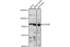 Western blot analysis of extracts of various cell lines, using C18orf8 antibody (ABIN7266379) at 1:1000 dilution. (C18orf8 antibody  (AA 1-300))