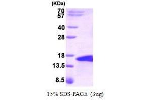 Figure annotation denotes ug of protein loaded and % gel used. (Bone Morphogenetic Protein 5 (BMP5) (AA 317-454) Peptide)