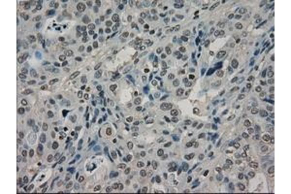 Lactate Dehydrogenase A antibody