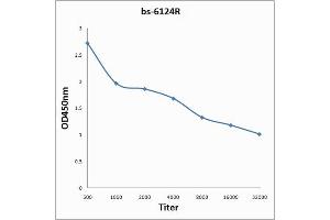 Antigen: 0. (Nibrin antibody  (AA 641-754))