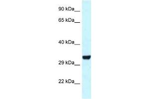 WB Suggested Anti-Hey1 Antibody   Titration: 1. (HEY1 antibody  (C-Term))