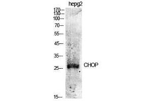 Western Blot (WB) analysis of specific cells using CHOP Polyclonal Antibody. (DDIT3 antibody  (Ser301))