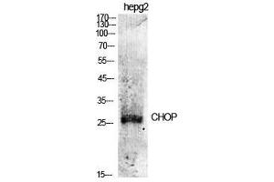 Western Blot (WB) analysis of specific cells using CHOP Polyclonal Antibody. (DDIT3 antibody  (Ser301))