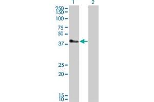 Western Blot analysis of TRIM52 expression in transfected 293T cell line by TRIM52 monoclonal antibody (M01), clone 6D5. (TRIM52 antibody  (AA 201-297))