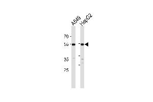 Western blot analysis in A549,HepG2 cell line lysates (35ug/lane). (ALDH2 antibody)