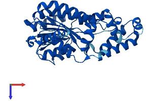 AlphaFold protein structure predicition of Mouse Recombinant Rdh7 Protein, UniprotID O88451 (RDH7 Protein (AA 1-316) (His tag))