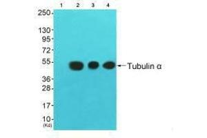 Western blot analysis of extracts from 3T3 cells (Lane 2), colo cells (Lane 3) and HuvEc cells (Lane 4), using Tubulin α antiobdy. (TUBA1A antibody  (C-Term))