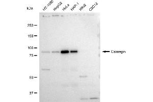 Western blotting analysis using Calmegin antibody (ABIN7797842).