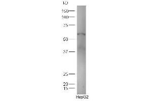 TBXA2R Antikörper  (AA 51-150)