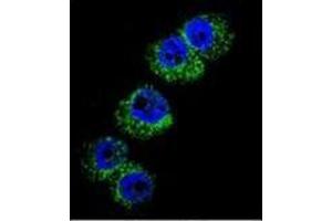 Confocal immunofluorescent analysis of DBH Antibody (N-term) Cat. (DBH antibody  (N-Term))