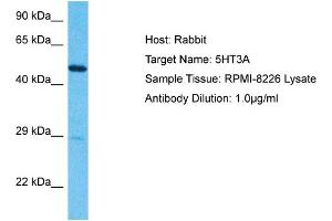Host:  Rabbit  Target Name:  5HT3A  Sample Type:  RPMI-8226 lysates  Antibody Dilution:  1.