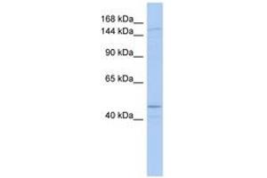 Image no. 1 for anti-Superkiller Viralicidic Activity 2-Like (SKIV2L) (AA 863-912) antibody (ABIN6742676) (SKIV2L antibody  (AA 863-912))