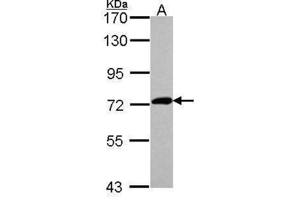 XPNPEP2 antibody  (Center)