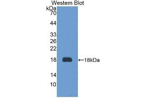 Western Blotting (WB) image for anti-Agouti Related Protein Homolog (Mouse) (AGRP) antibody (Biotin) (ABIN1174464) (AGRP antibody  (Biotin))