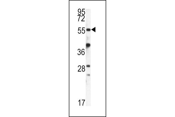 FKBP9 antibody  (N-Term)