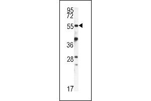 FKBP9 anticorps  (N-Term)