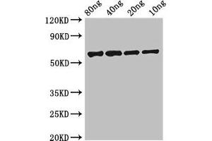 Western Blot Positive WB detected in Recombinant protein All lanes: FSIP2 antibody at 0. (FSIP2 antibody  (AA 5530-5824))