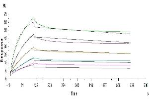 Surface Plasmon Resonance (SPR) image for Angiopoietin-Like 4 (ANGPTL4) (AA 166-406) protein (His tag) (ABIN7273833)