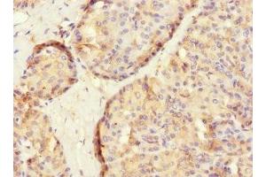 Immunohistochemistry of paraffin-embedded human pancreatic tissue using ABIN7166579 at dilution of 1:100 (SLC2A13 antibody  (AA 564-648))
