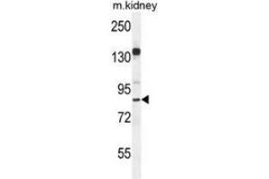 Western blot analysis in mouse kidney tissue lysates (35ug/lane) using MYSM1 Antibody (N-term). (MYSM1 antibody  (N-Term))
