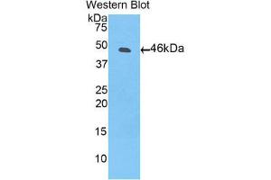 Western Blotting (WB) image for anti-Plasminogen (PLG) (AA 79-466) antibody (ABIN1860259) (PLG antibody  (AA 79-466))