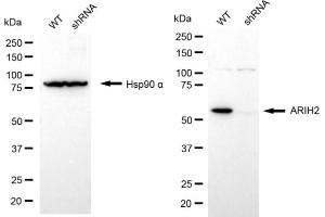 Western blotting analysis using ARIH2 antibody (ABIN7799974). (ARIH2 antibody)