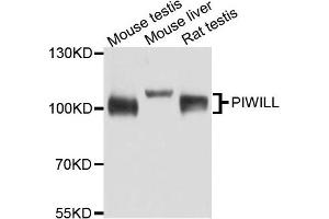 Western blot analysis of extract of various cells, using PIWIL1 antibody. (PIWIL1 antibody)