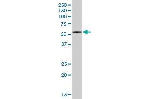 FBXO7 MaxPab polyclonal antibody. (FBXO7 antibody  (AA 1-522))
