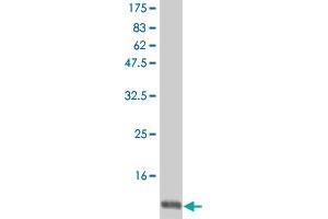 Western Blot detection against Immunogen (12. (IL-15 antibody  (AA 49-162))