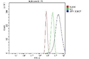 Flow Cytometry analysis of U87 cells using anti-Neuropilin 1 antibody (ABIN7601921). (Neuropilin 1 antibody  (AA 504-827))