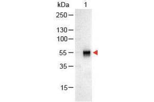 Image no. 1 for Goat anti-Rabbit IgG (Whole Molecule) antibody (Alkaline Phosphatase (AP)) (ABIN300847) (Goat anti-Rabbit IgG (Whole Molecule) Antibody (Alkaline Phosphatase (AP)))