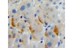 Used in DAB staining on fromalin fixed paraffin-embedded Liver tissue (PCDHb2 antibody  (AA 54-291))