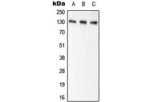 Western blot analysis of Pyruvate Carboxylase expression in HEK293T (A), NIH3T3 (B), H9C2 (C) whole cell lysates. (PC antibody  (Center))