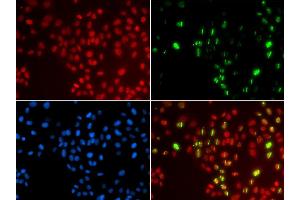Immunofluorescence analysis of GFP-RNF168 transgenic U2OS cells using POLH antibody. (POLH antibody  (AA 20-320))
