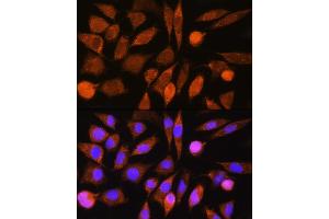 Immunofluorescence analysis of L929 cells using CHCHD7 Rabbit pAb (ABIN7266450) at dilution of 1:100. (CHCHD7 antibody)