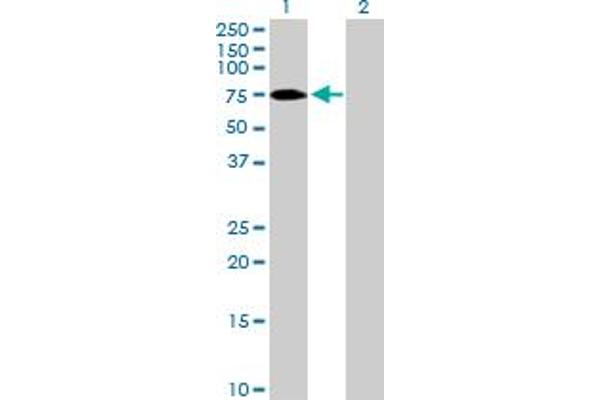 ZNF189 antibody  (AA 1-584)