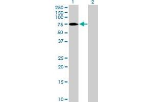 Western Blot analysis of ZNF189 expression in transfected 293T cell line by ZNF189 MaxPab polyclonal antibody.