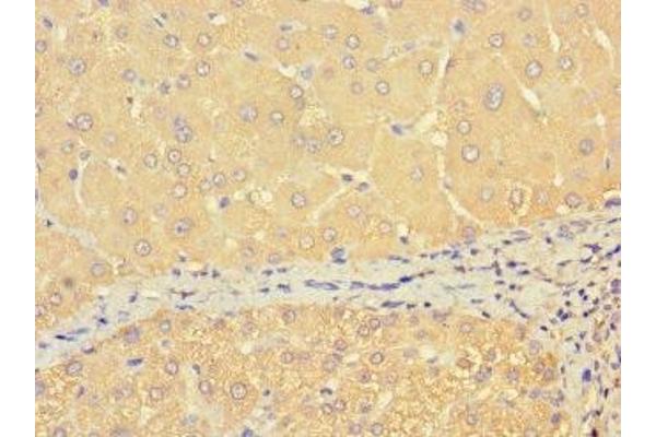 THRSP antibody  (AA 41-144)