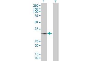Western Blot analysis of MRPS35 expression in transfected 293T cell line by MRPS35 MaxPab polyclonal antibody. (MRPS35 antibody  (AA 1-227))