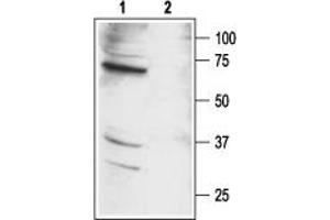 Western blot analysis of mouse kidney lysates:1. (Coagulation Factor II (thrombin) Receptor-Like 1 (F2RL1) Peptide)