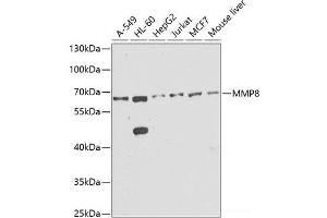 Western blot analysis of extracts of various cell lines using MMP8 Polyclonal Antibody at dilution of 1:1000. (MMP8 antibody)