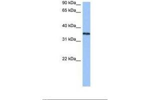 Image no. 1 for anti-Heterogeneous Nuclear Ribonucleoprotein A2/B1 (HNRNPA2B1) (N-Term) antibody (ABIN6737966) (HNRNPA2B1 antibody  (N-Term))