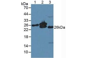 Figure. (MYL4 antibody  (AA 6-191))